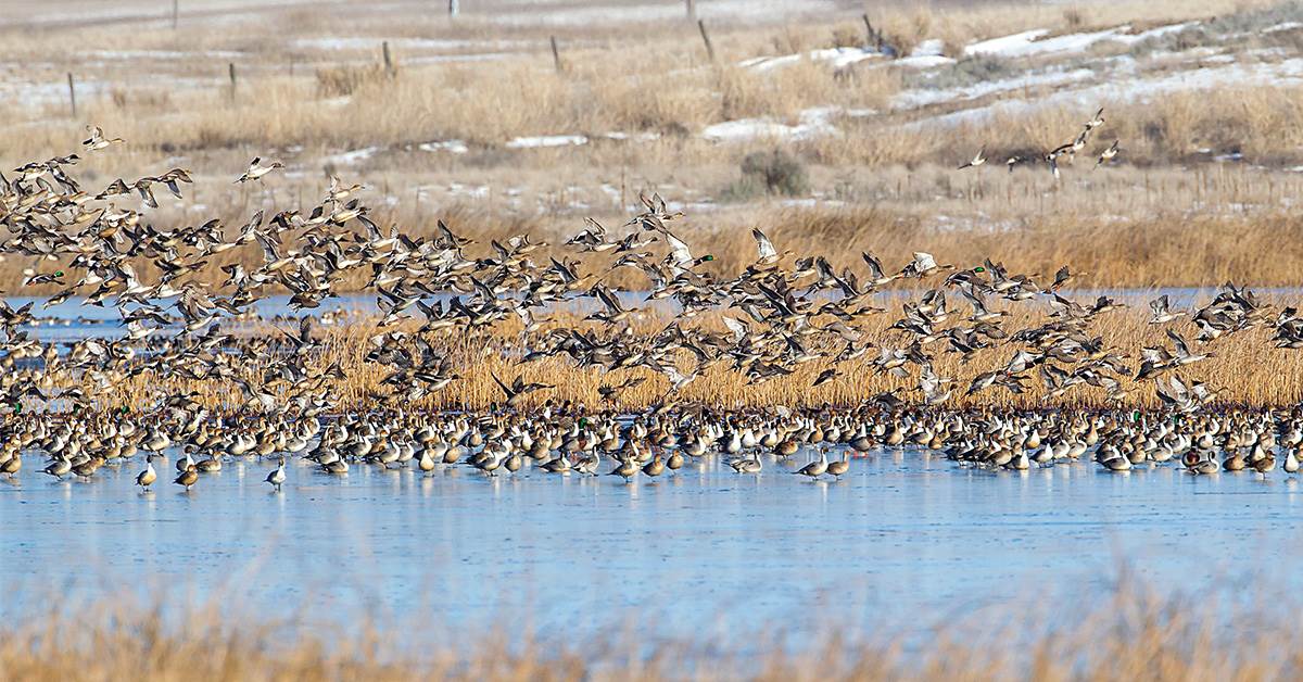 Ducks in a wetland