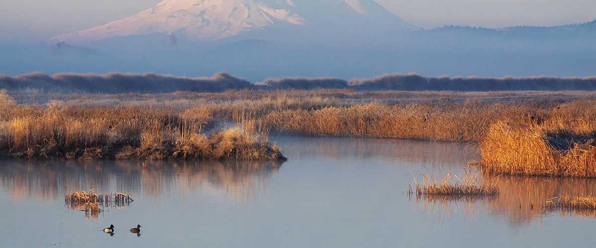 Ducks in a wetland
