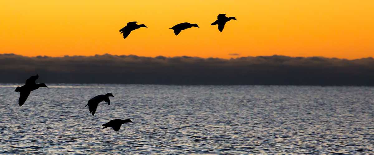 Ducks flying into the sunset