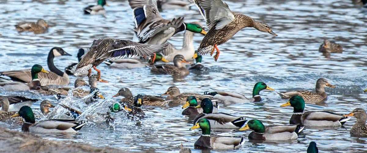 Ducks in a wetland