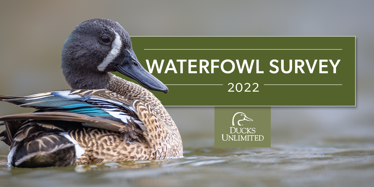 A duck in a wetland