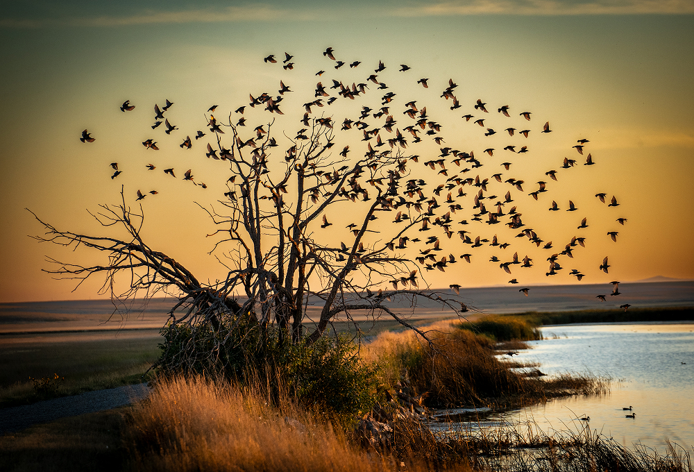 A photo of a flock of ducks taking off from a barren tree at sunset