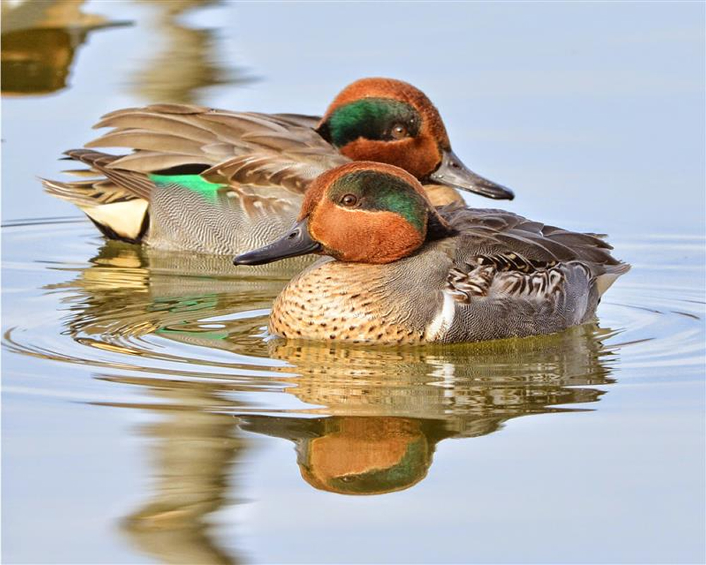 A photo of two wood ducks floating in a body of water