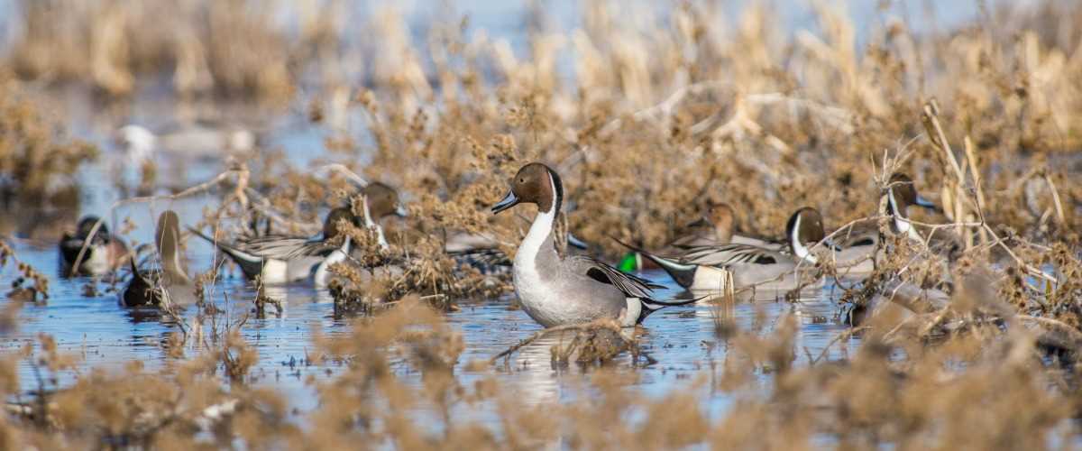 Ducks unlimited remote control deals cooler