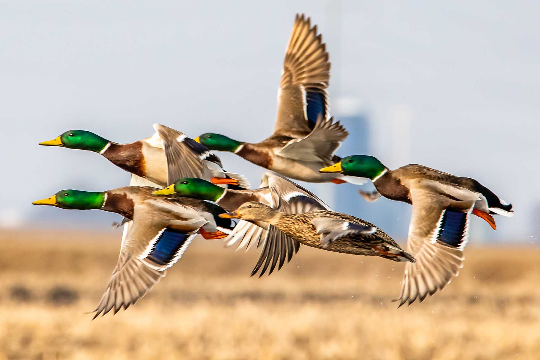 How Duck Flight Works — Ducks Unlimited Canada
