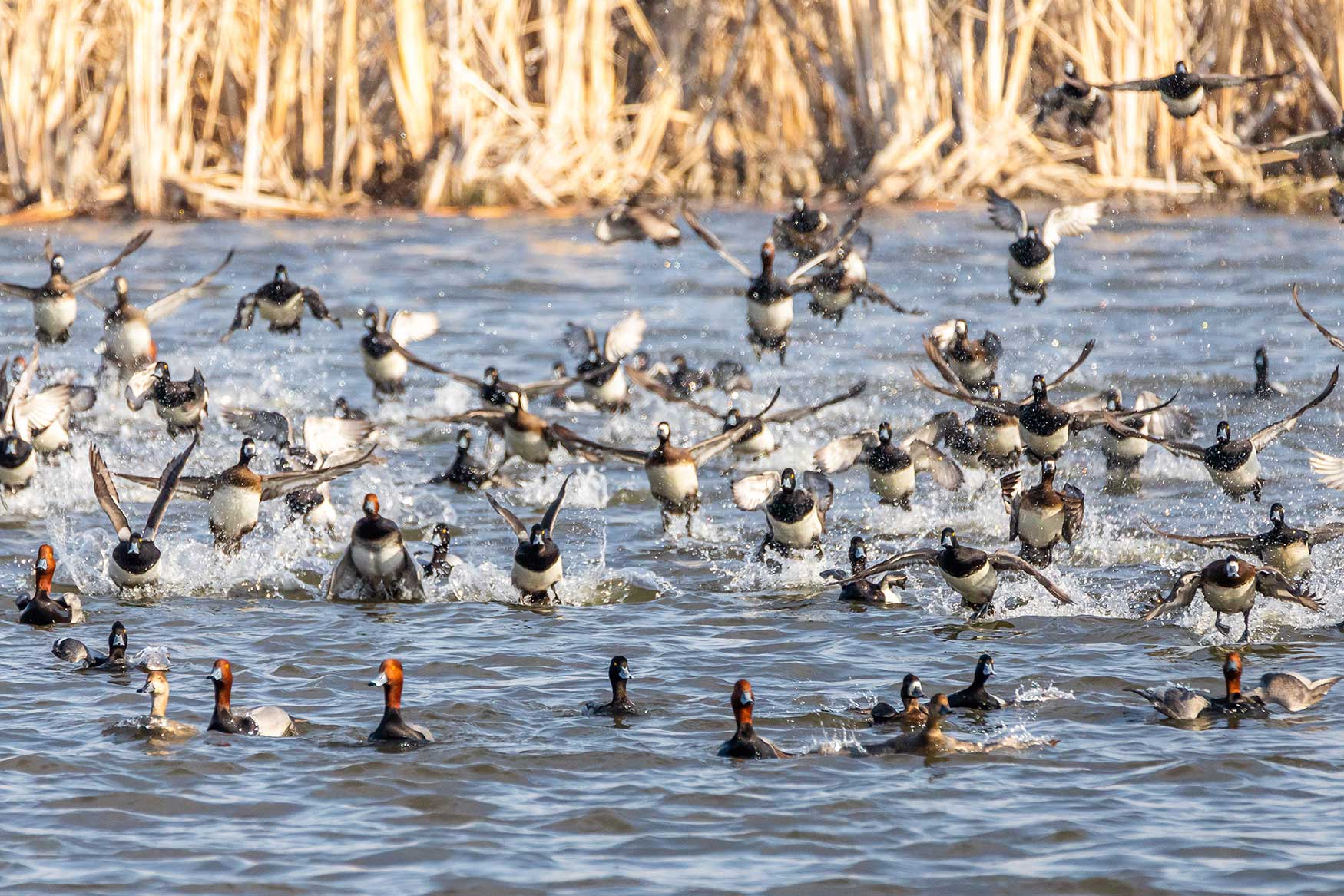 DU Dash Ducks Unlimited