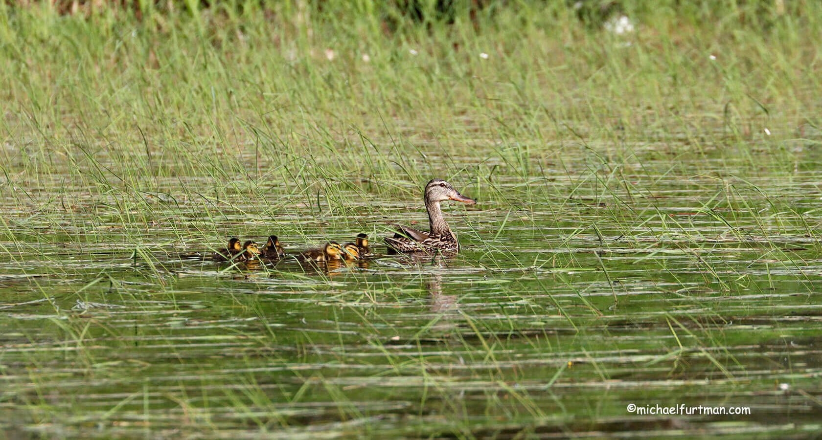 ducks-in-wetland.jpg