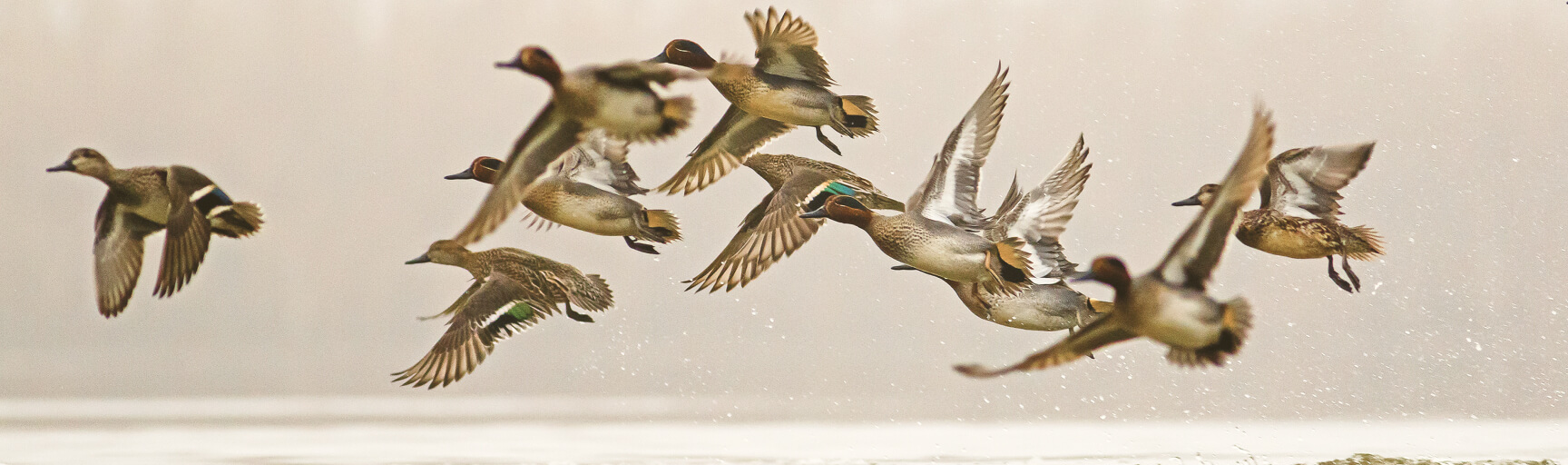 How Duck Flight Works — Ducks Unlimited Canada