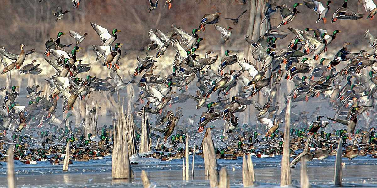Wildlife photography