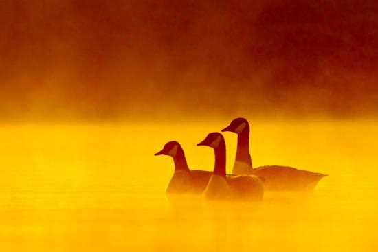Wildlife Photography