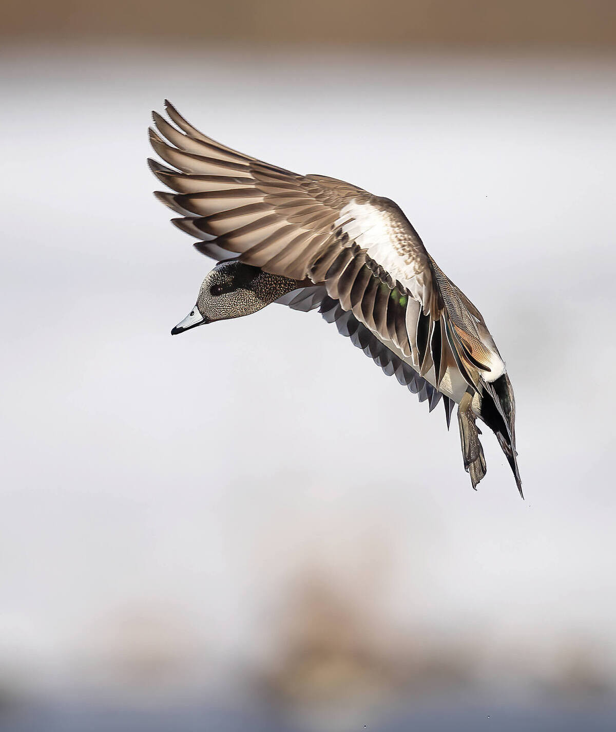 20230124054311_02383936_Todd_Schneider_DU__Wigeon_Landing__6511 WINNER.jpg