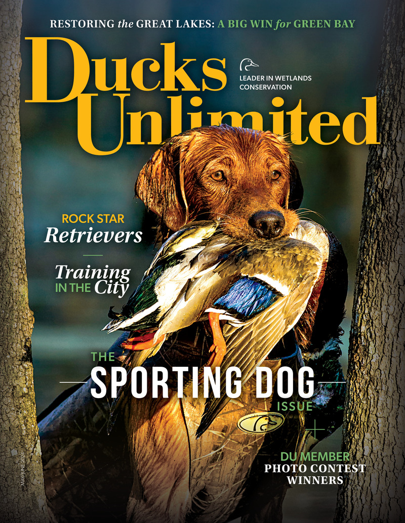 Ducks Unlimited Dogs
