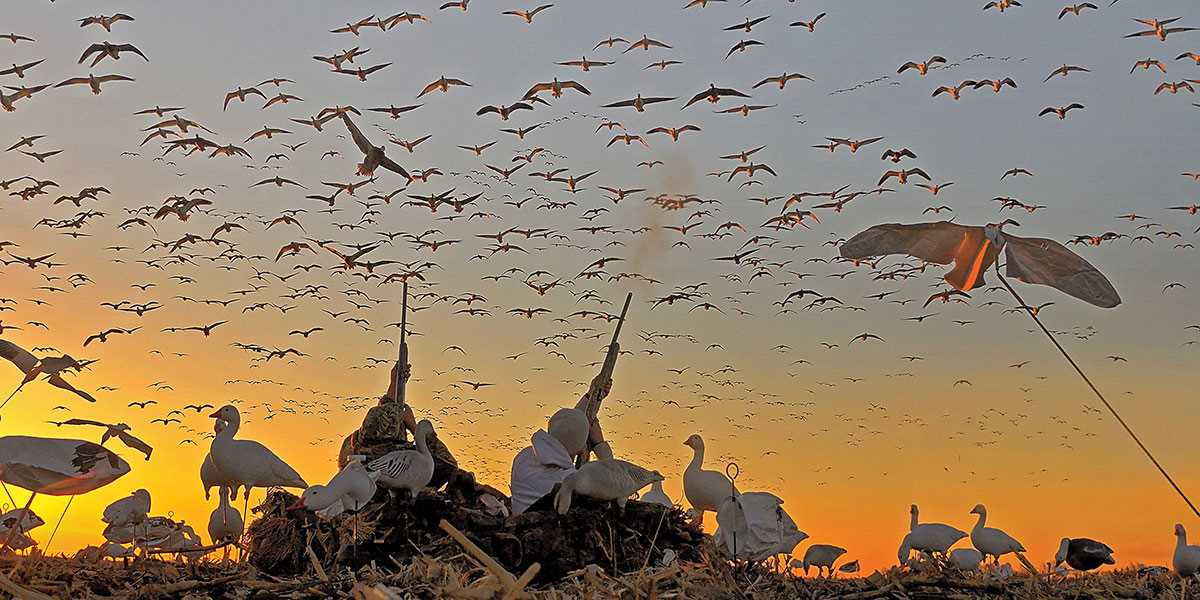 Wildlife photography