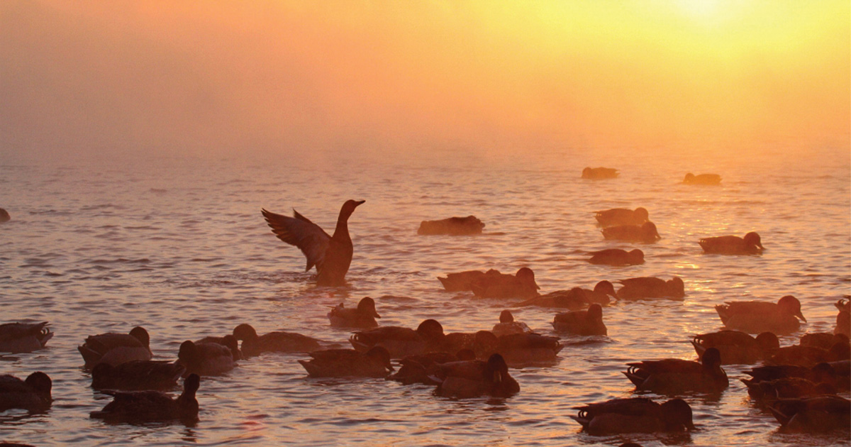 Image for Ducks Unlimited Announces 2024 Wetland Conservation Achievement Award Winners