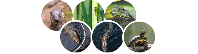 Wetlands Quiz Banner